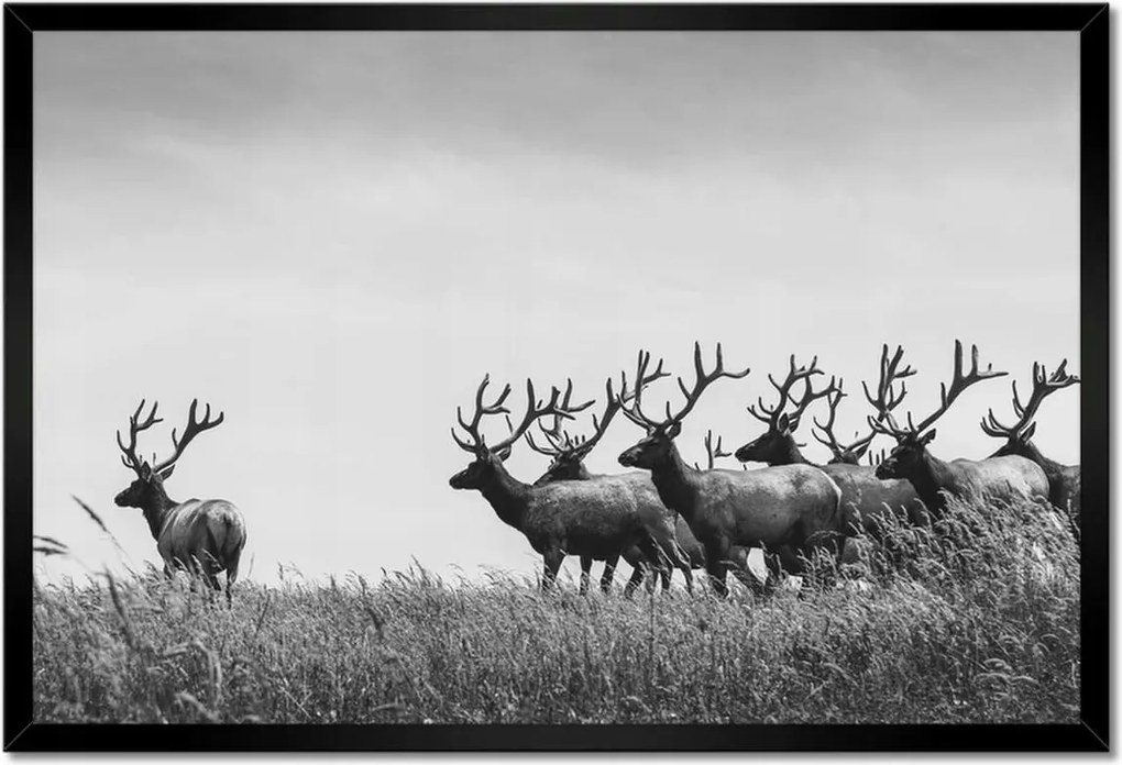 Poszter keretben 60x40 Szarvascsorda Felszarvazott