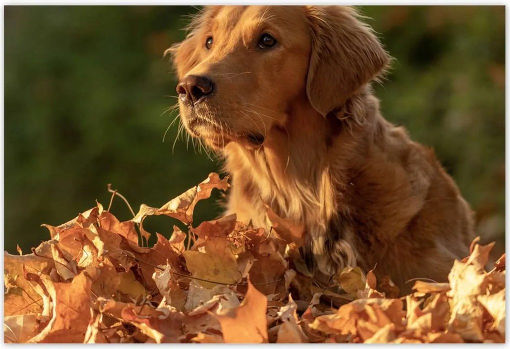 Poszterek 155x105 Őszi kutya portré fotó