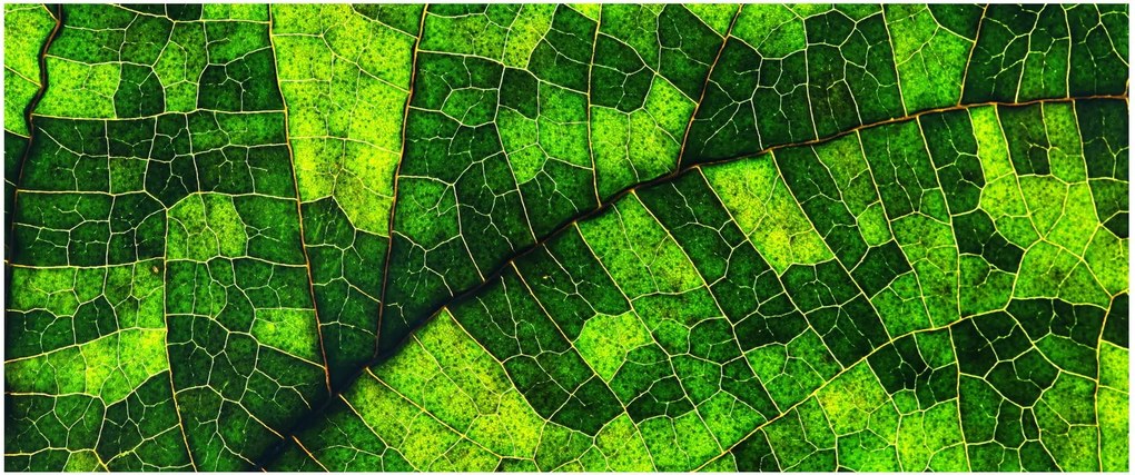 Kép - A lap részlete (120x50 cm)
