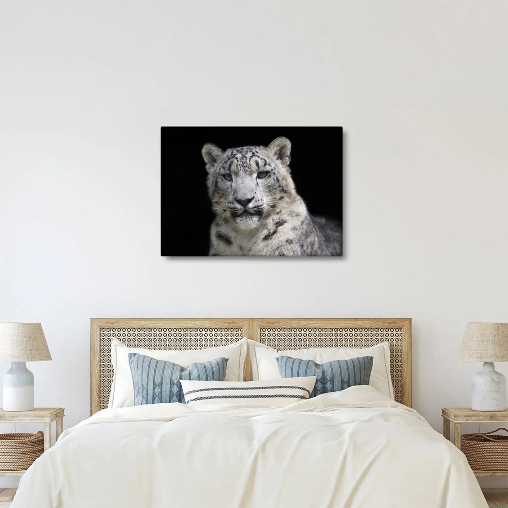 Kép - Snow Leopard (70x50 cm)