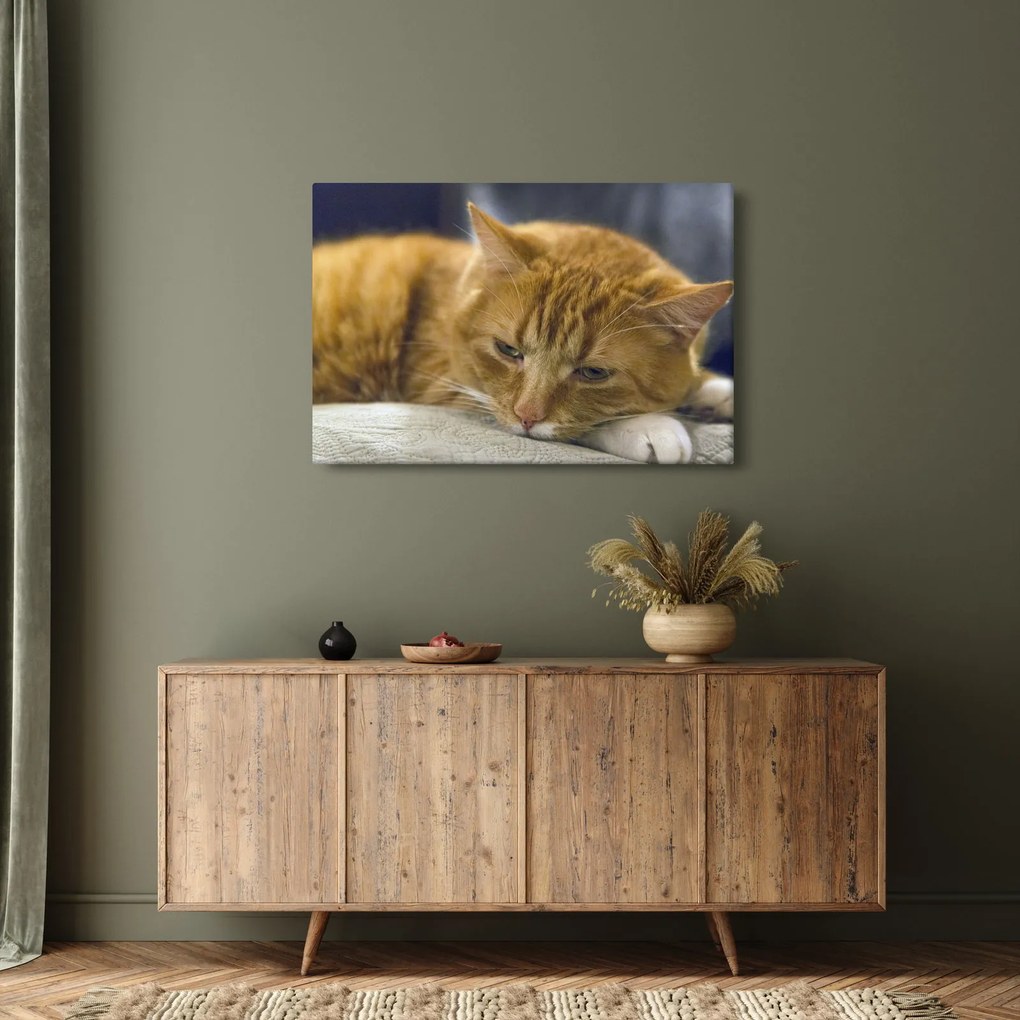 Macska képe (90x60 cm)
