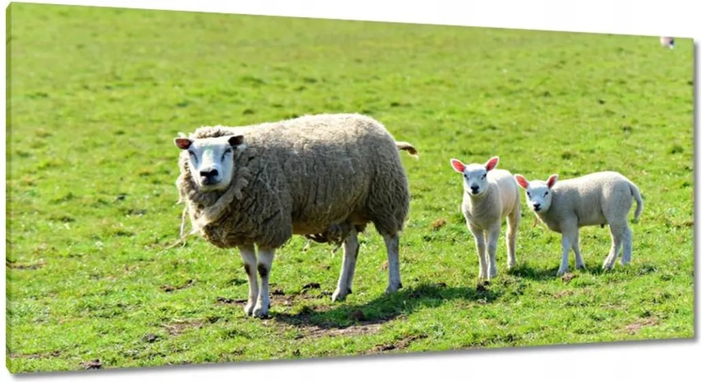 Vászonkép 115x55 Juh legeltetés Bárányok