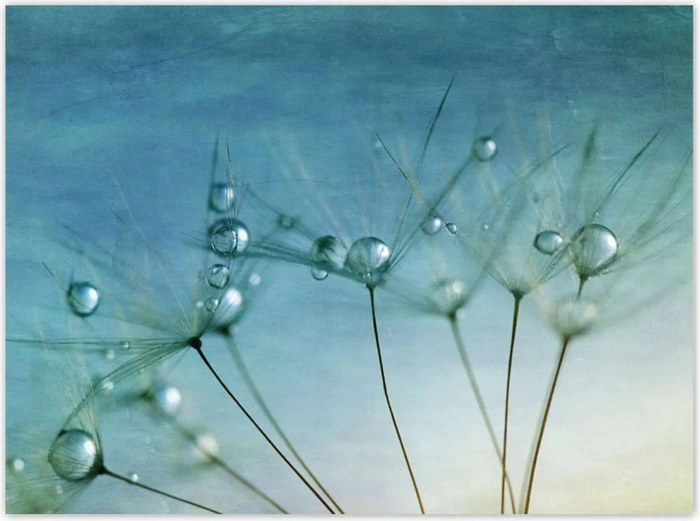 Poszterek 135x100 Pitypang Virág Virágok