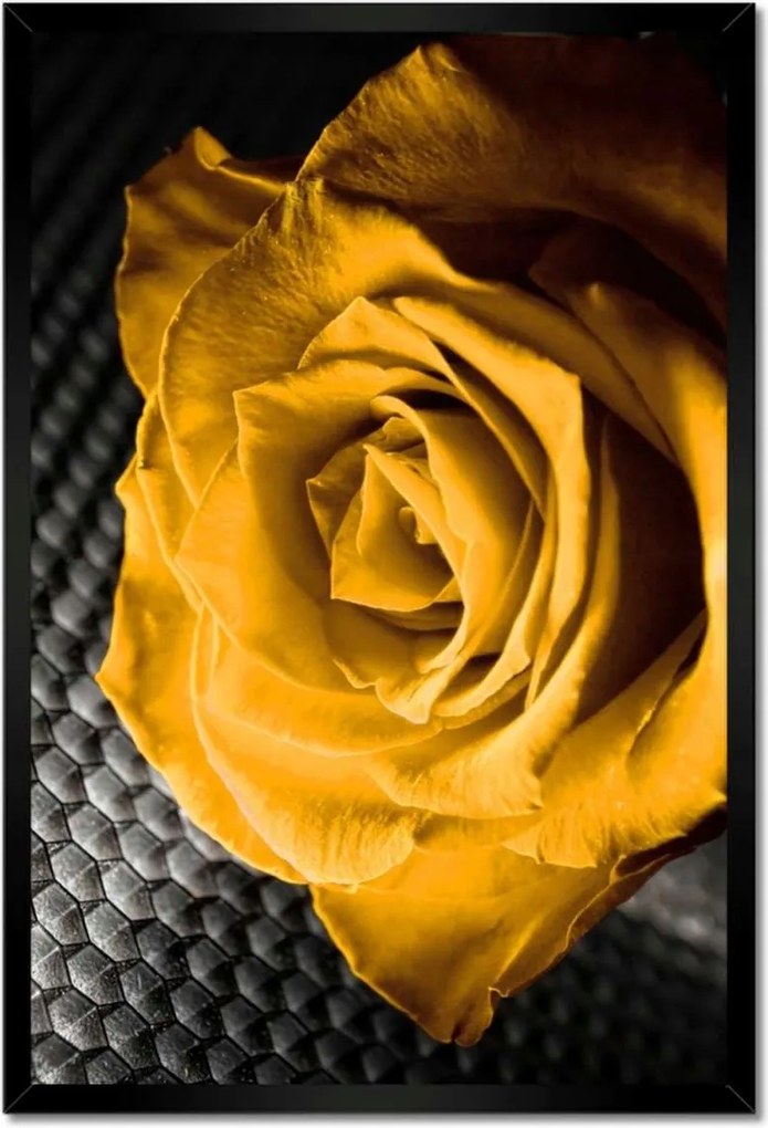 Poszter keretben 40x60 Sárga rózsa
