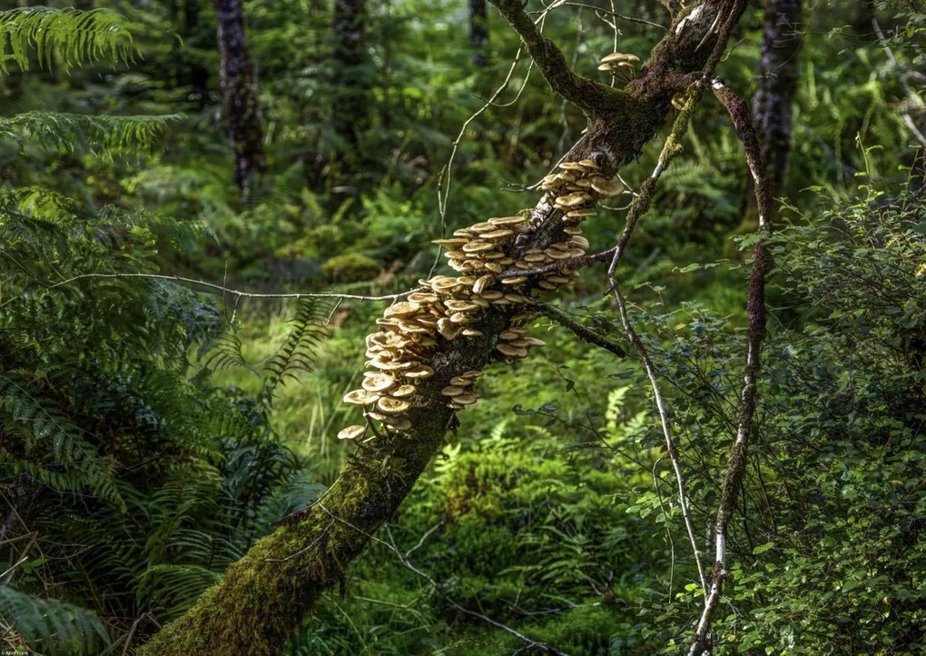 Poszter 59,4x42cm Gomba a fán, Assaf Frank