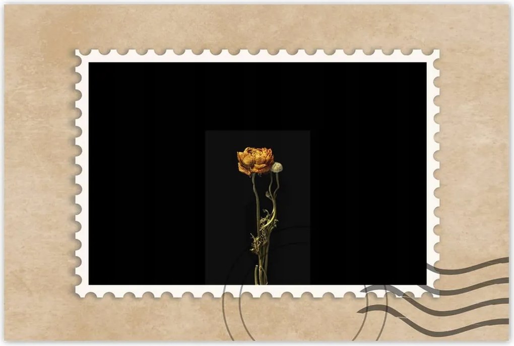 Poszter 60x40 Szárított piros pipacs