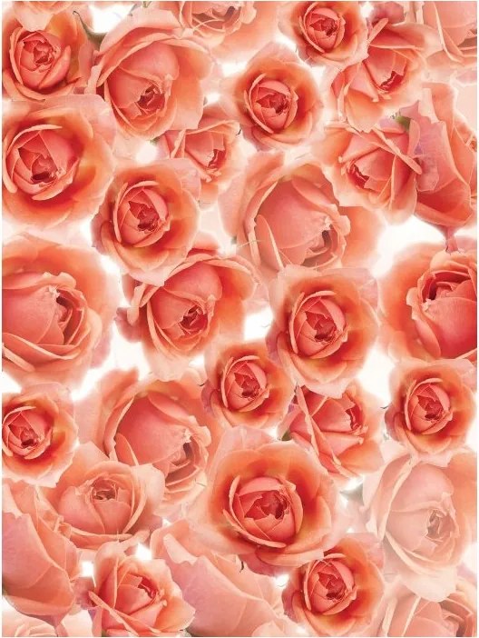 Fotótapéta flizelina Rózsa Csokor kert romantika finomság 184x254 +ragasztó