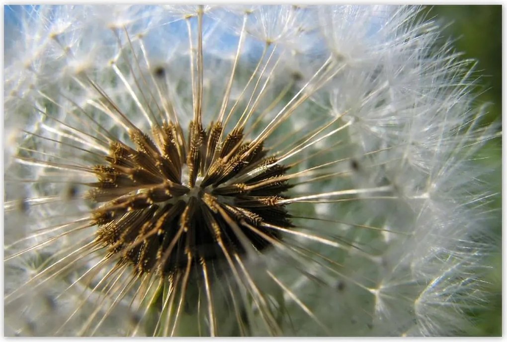 Poszterek 120x80 Pitypang Virág Virágok