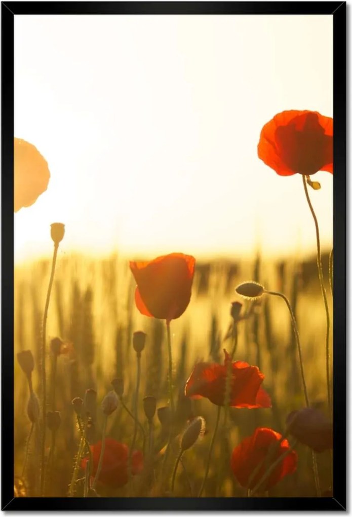 Poszterek keretben 40x60 Pipacsok napfelkeltekor