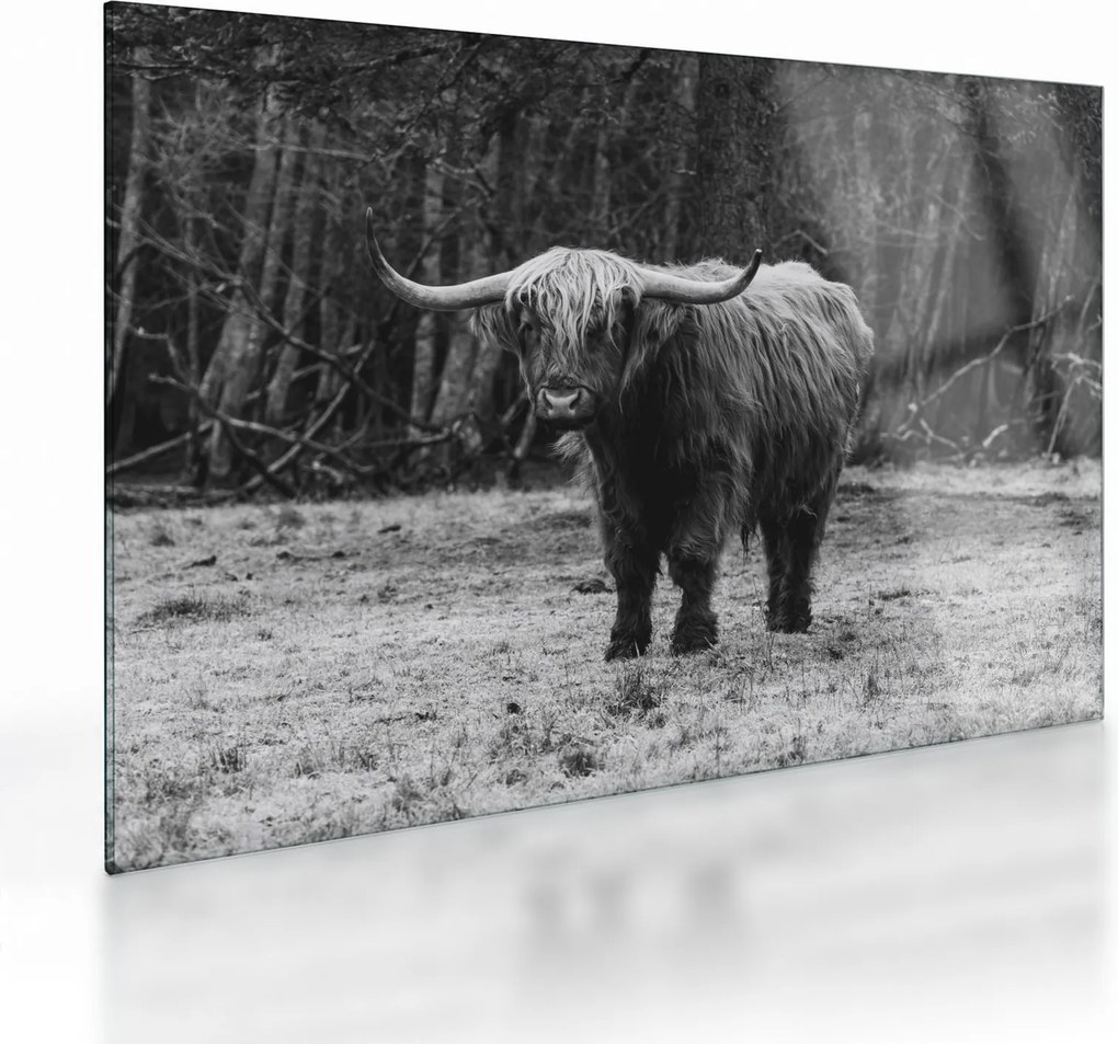 Üveg kép - Skót tehén (70x50 cm)