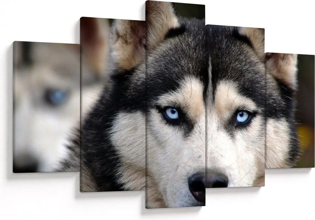 Husky kutya kép (150x105 cm)