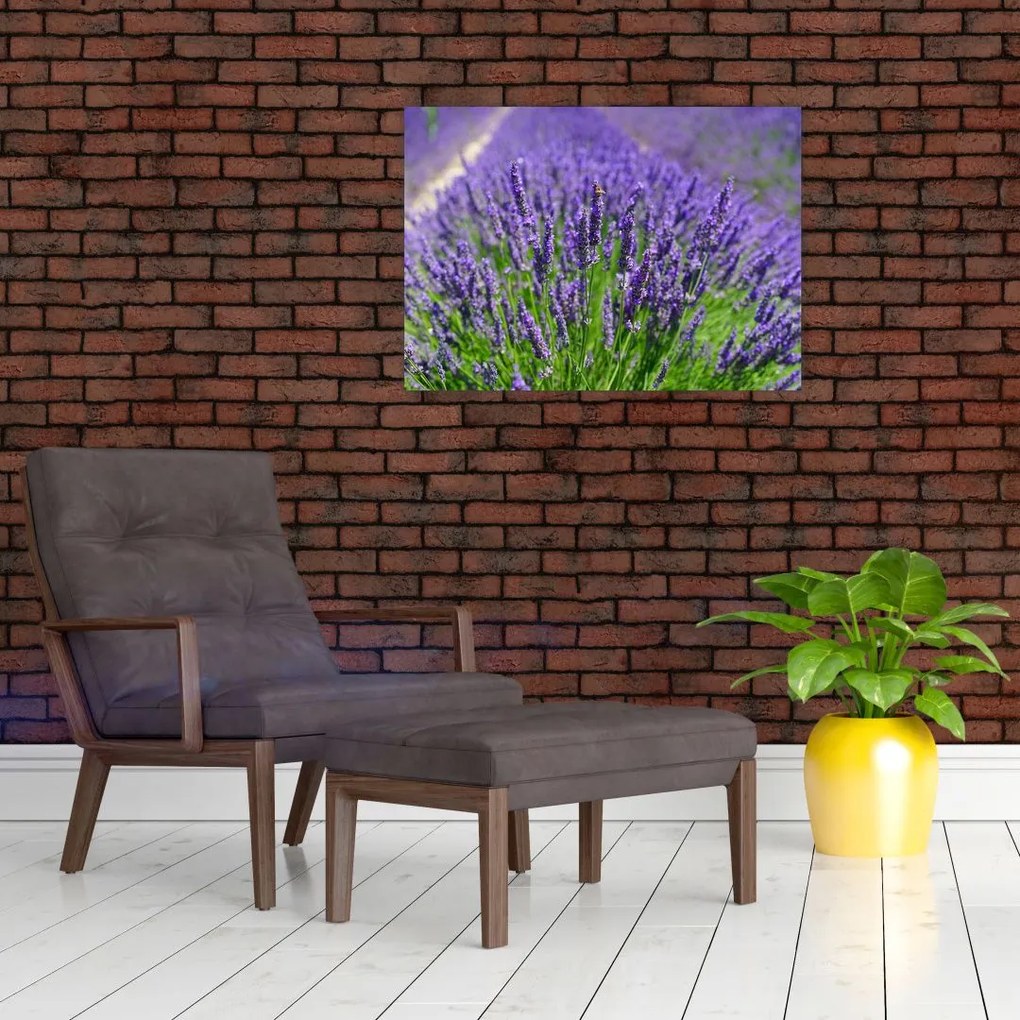 Kép - levandula (üvegen) (70x50 cm)