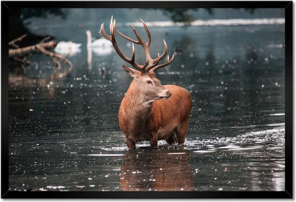 Poszter keretben 60x40 Szarvas felszarvazott