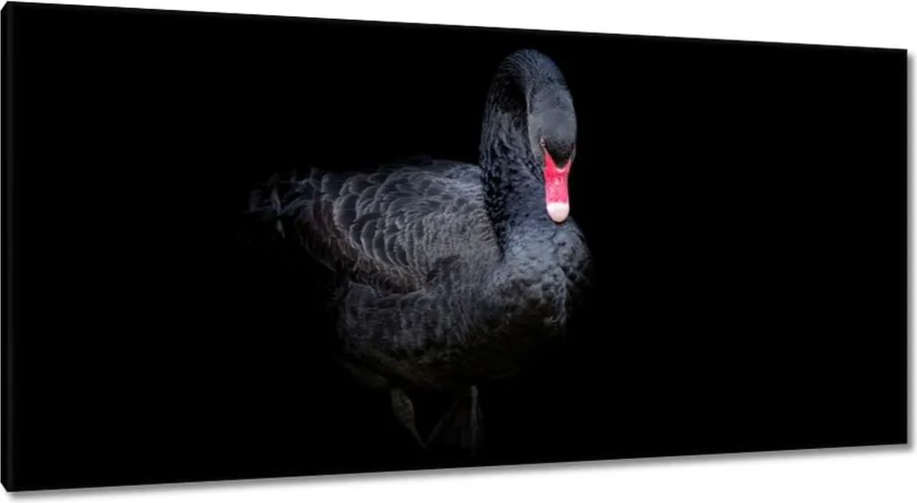 Vászonkép 115x55 Gyönyörű fekete hattyú