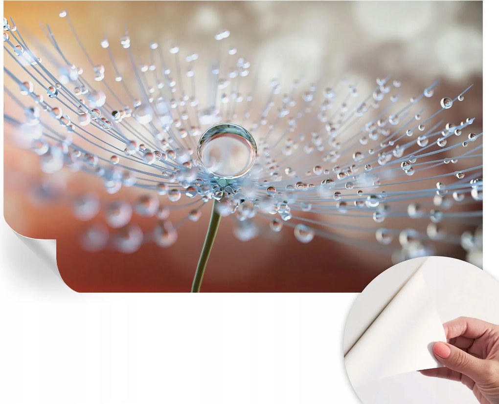 Öntapadós tapéta Fali furnér 3D Csepp a pitypangon 416x254 cm