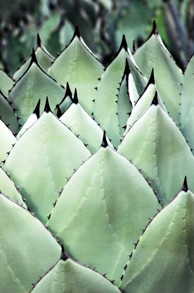 Agawa poszter B1 100x70cm kép #144