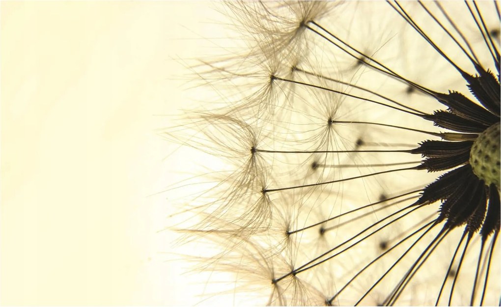 Fotótapéta pitypang természet elegancia 250x175 finomság és harmónia +ragasztó