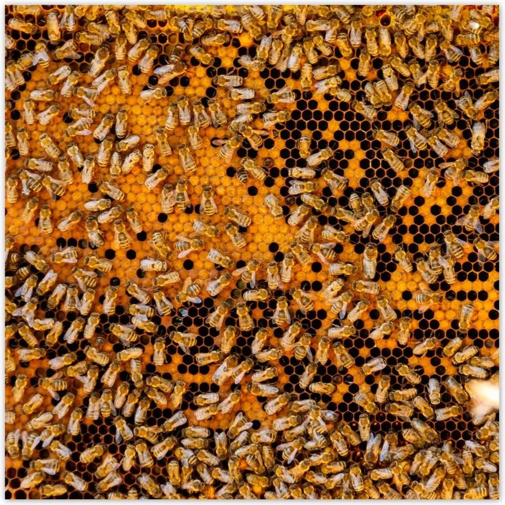 Poszterek 140x140 Édes méz szelet