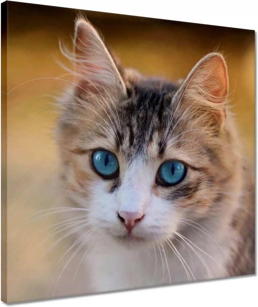 Vászonkép 40x40 Cica Cicák Macskák