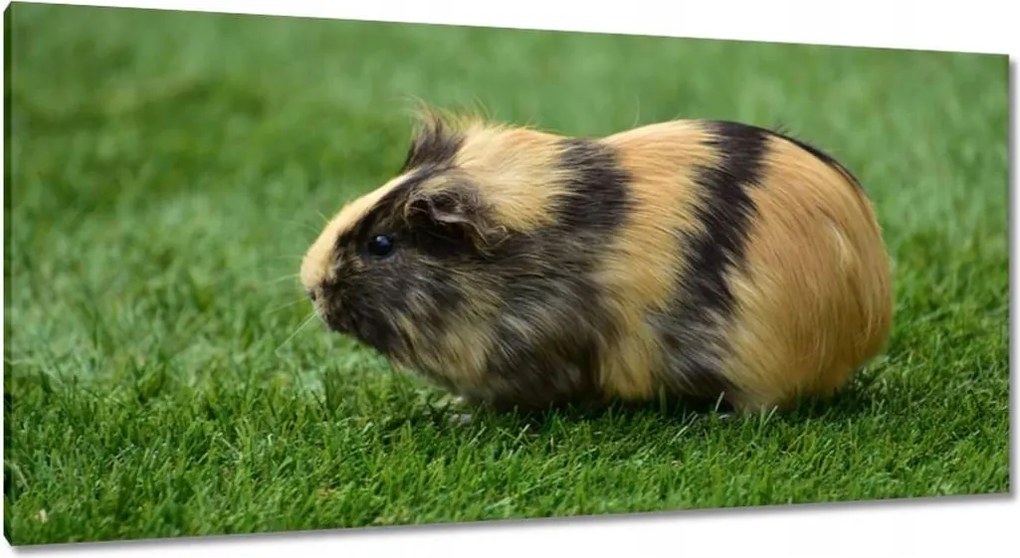 Vászonkép 115x55 Tengerimalac