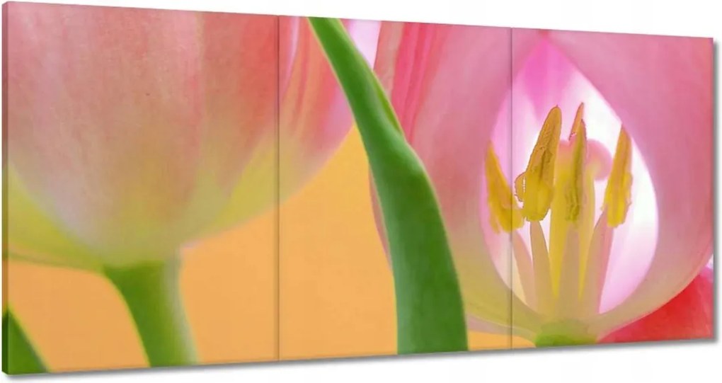 Vászonkép 180x90 Rózsaszín tulipánok