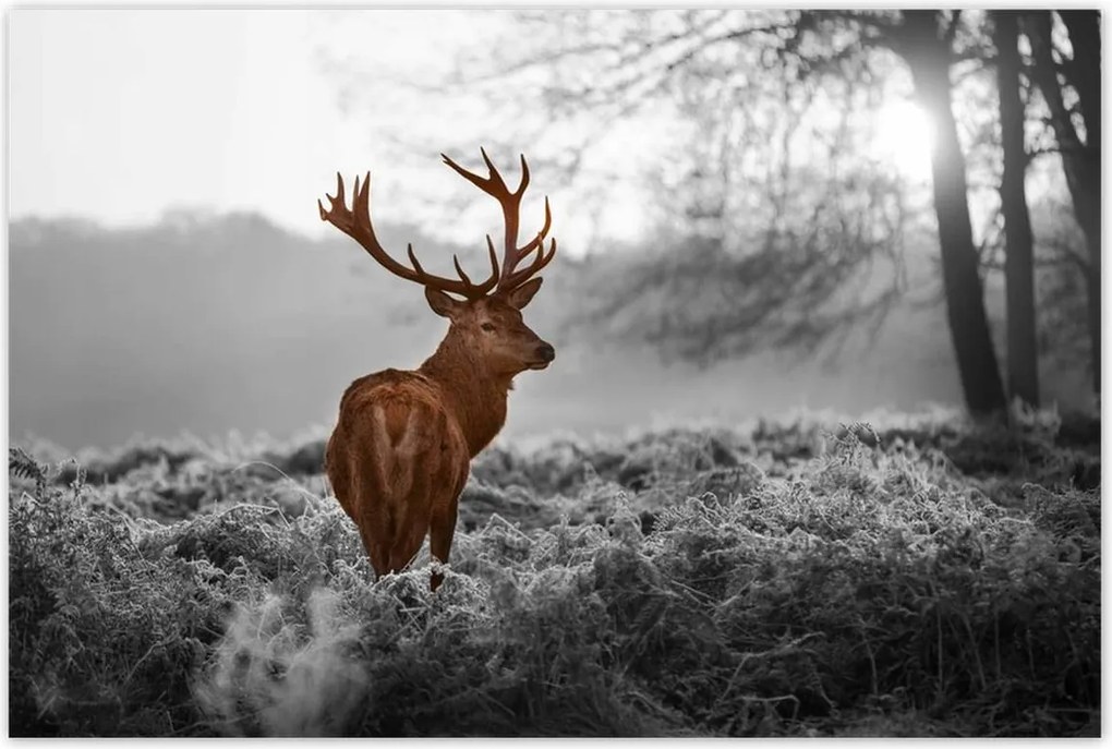 Poszterek 120x80 Méltóságteljes szarvas szarvakkal