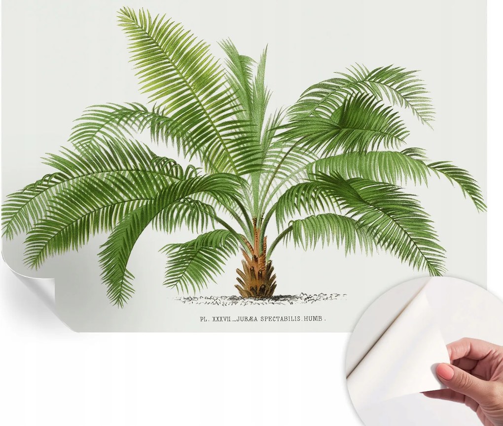 Öntapadós Fali Fotótapéta Hálószobába Csillogó pálmafa 152x104 cm