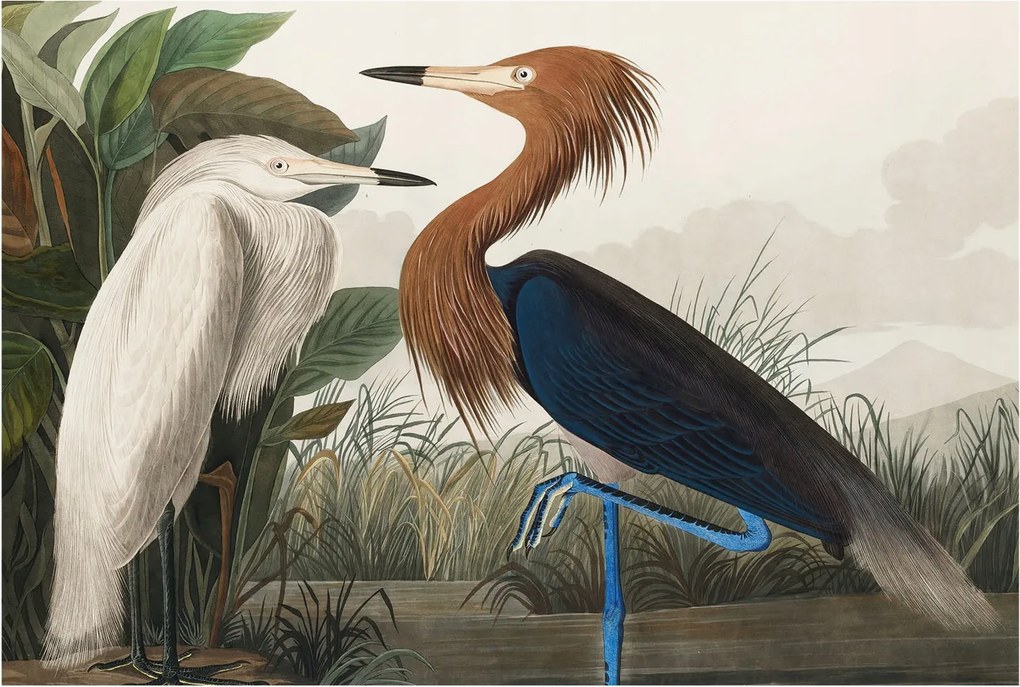 Fotótapéta Falra az előszoba konyhájába Madarak a növényekben 104x70 Ragasztó