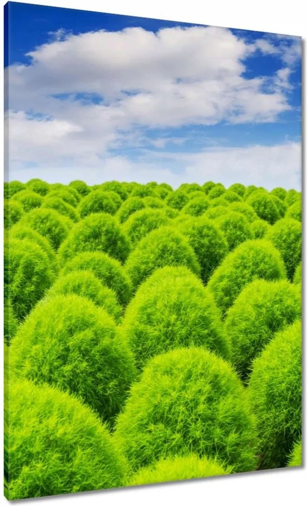 Vászonkép 70x100 Zöld tekintet Völgy