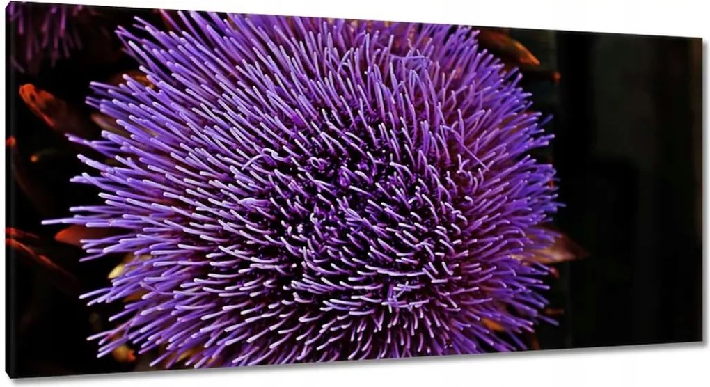 Vászonkép 115x55 Virág Lila Csipkebogyó