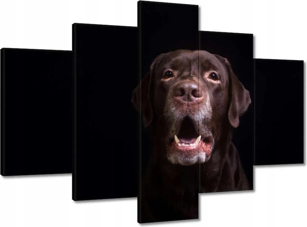 Festmények 150x105 Labrador kutya portré