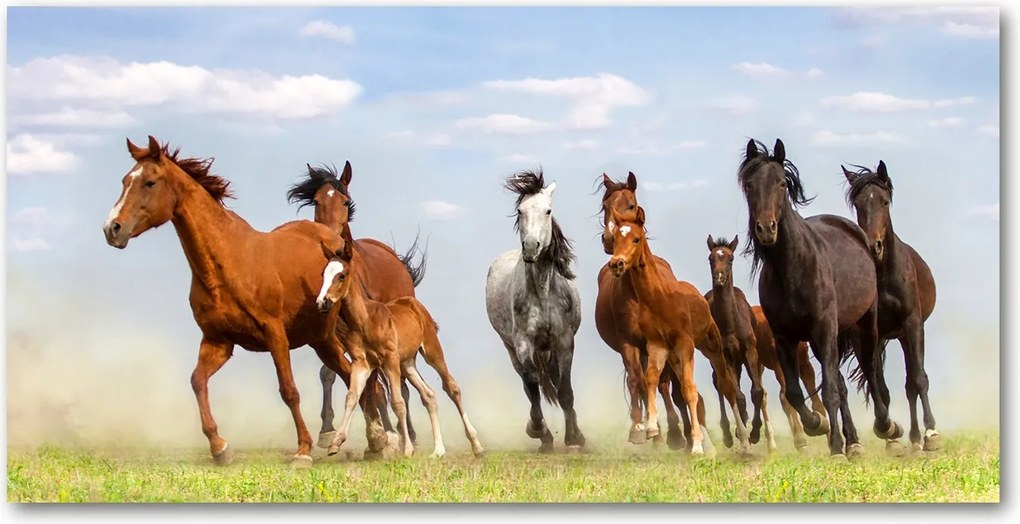 Fotótapéta üvegfalra Lovak a galoppban 140x70