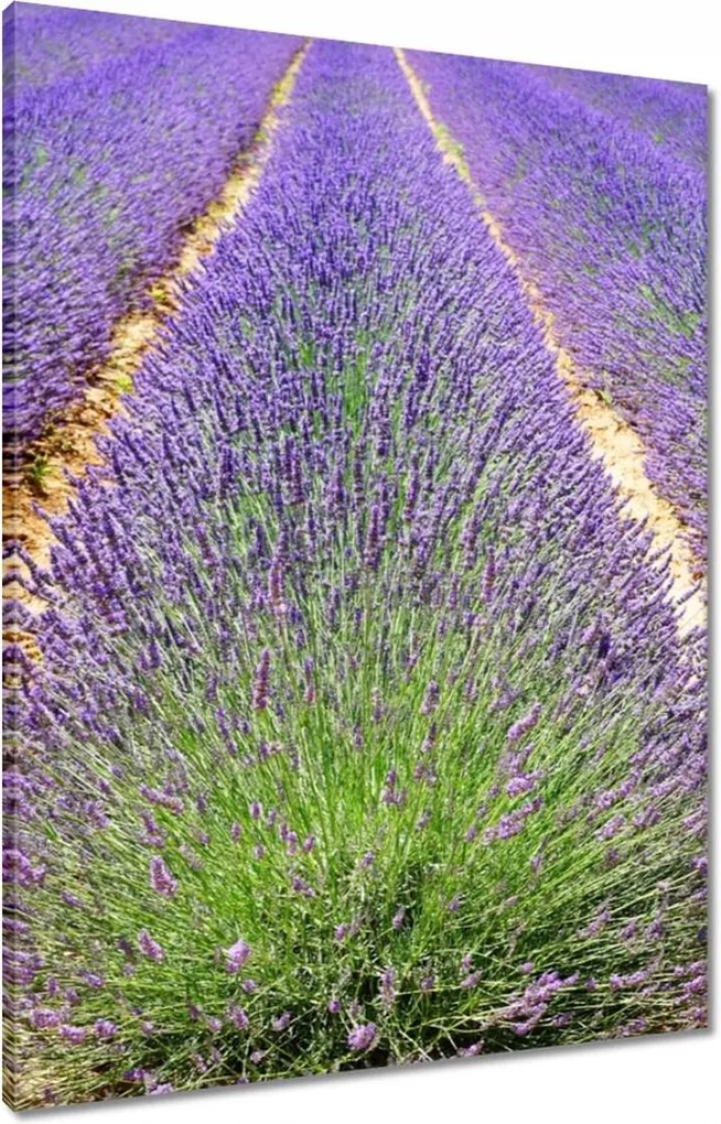 Vászonkép 60x80 Levendula