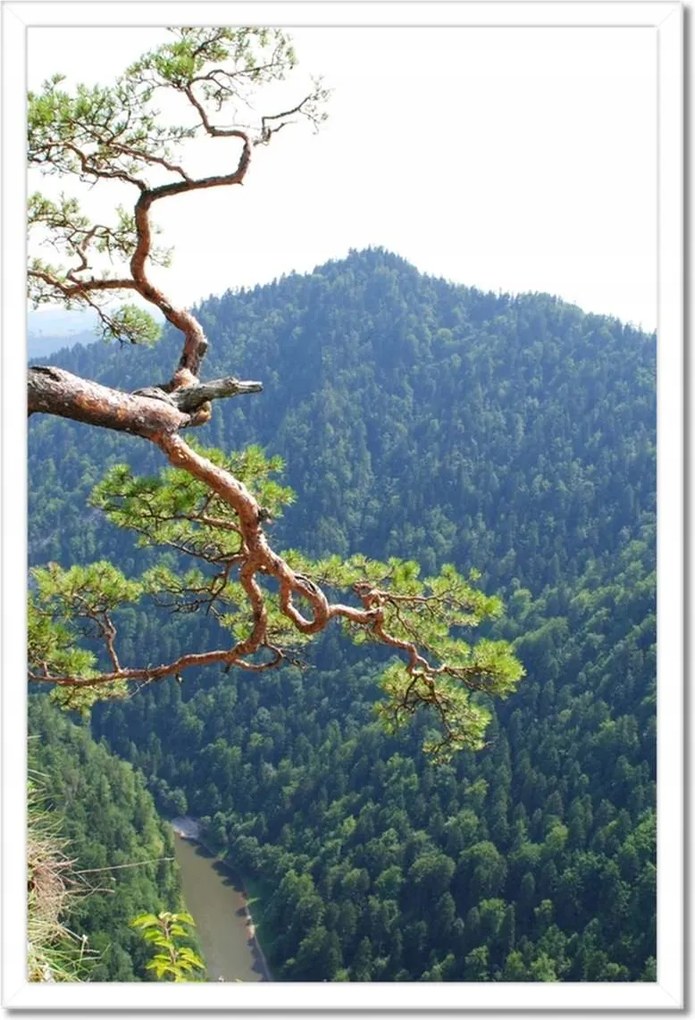 Poszterek keretben 40x60 Magányos fa