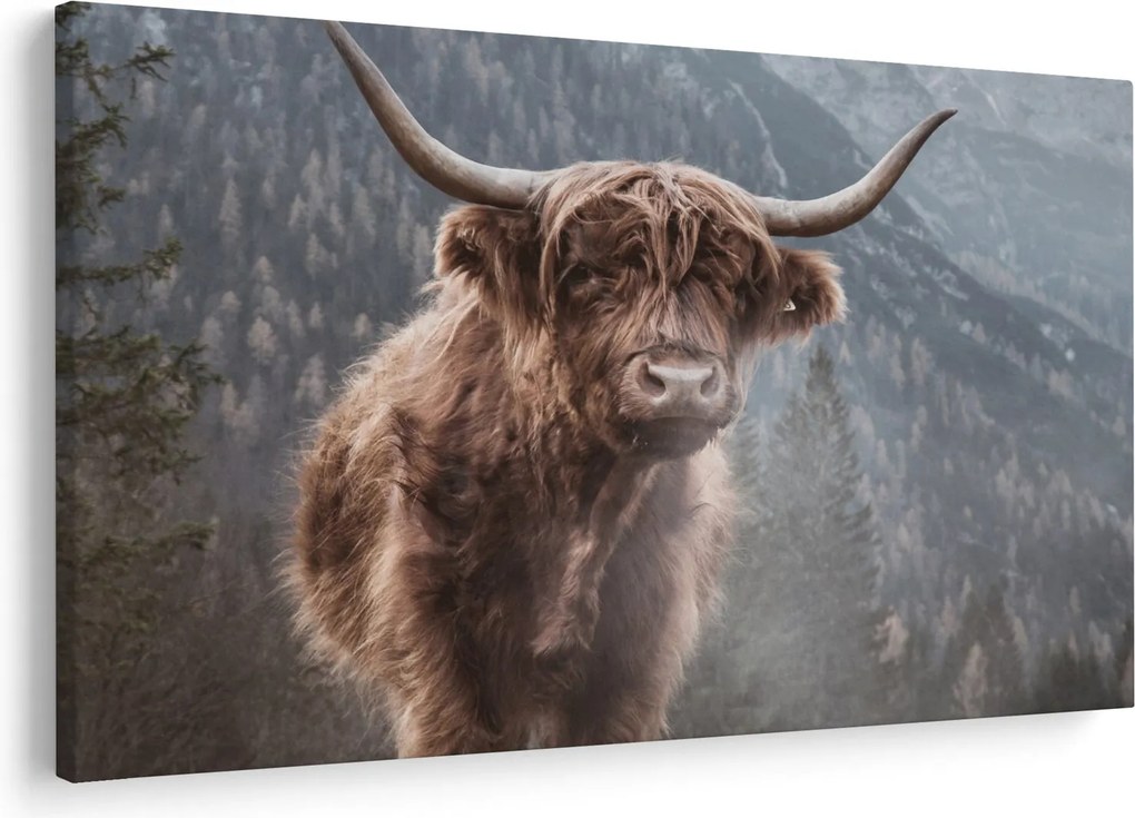Kép - Highlander tehén (90x60 cm)