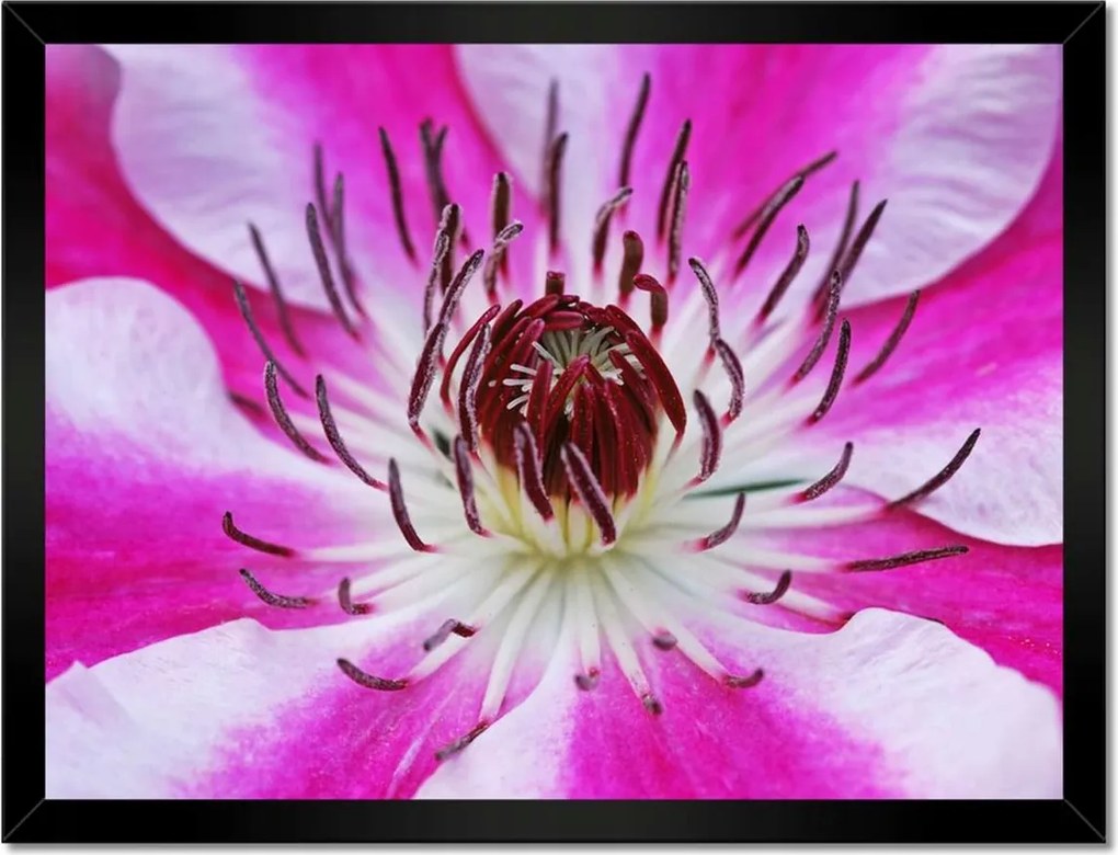 Poszterek keretben 40x30 Fehér-lila szirmok