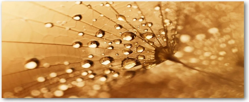 Modern üvegpanel a konyhába Pitypang XXL