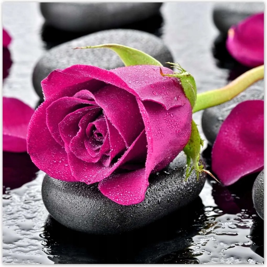 Poszterek 30x30 Rózsaszín rózsa köveken