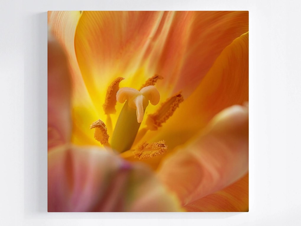 Vászonkép Canvas Virág Sárga Tulipán Természet Makró Fotó 40x40