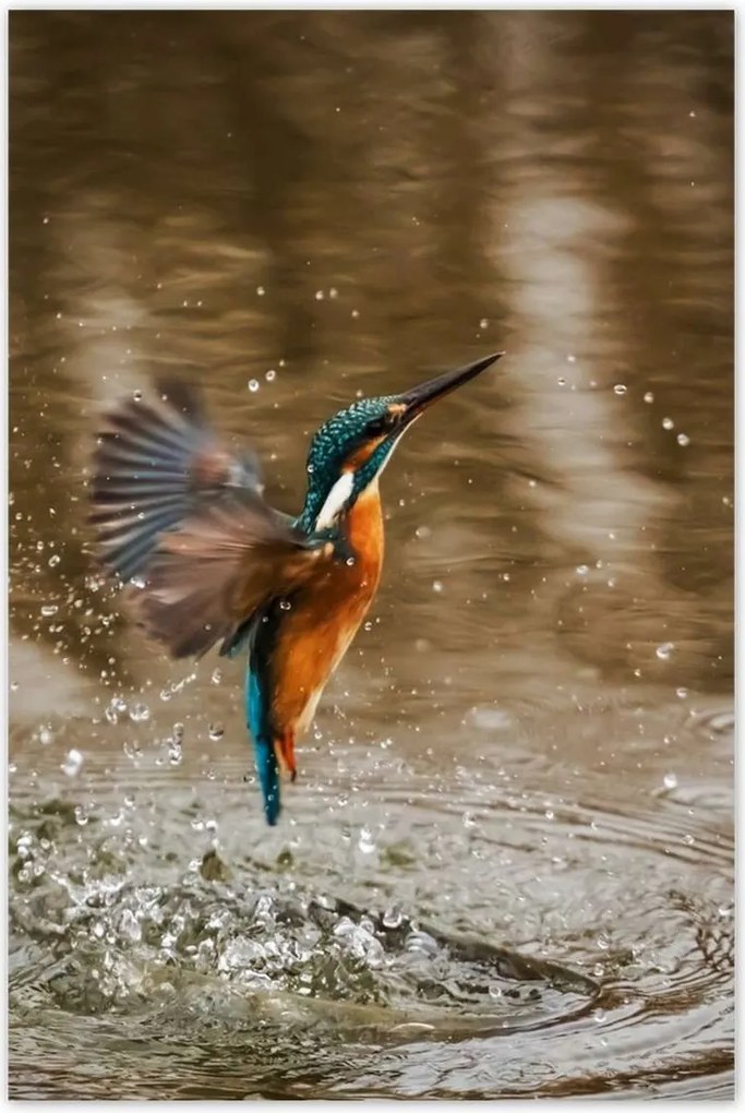 Poszterek 80x120 Vízivó madár Madár