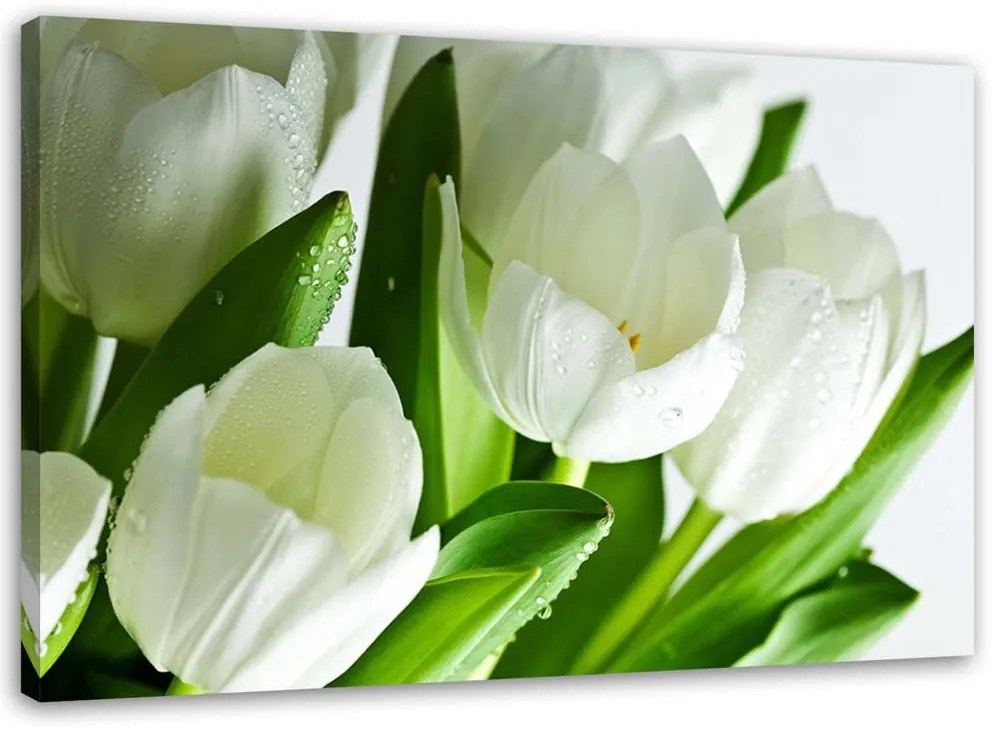 Gario Vászonkép Fehér tulipánok Méret: 120 x 80 cm