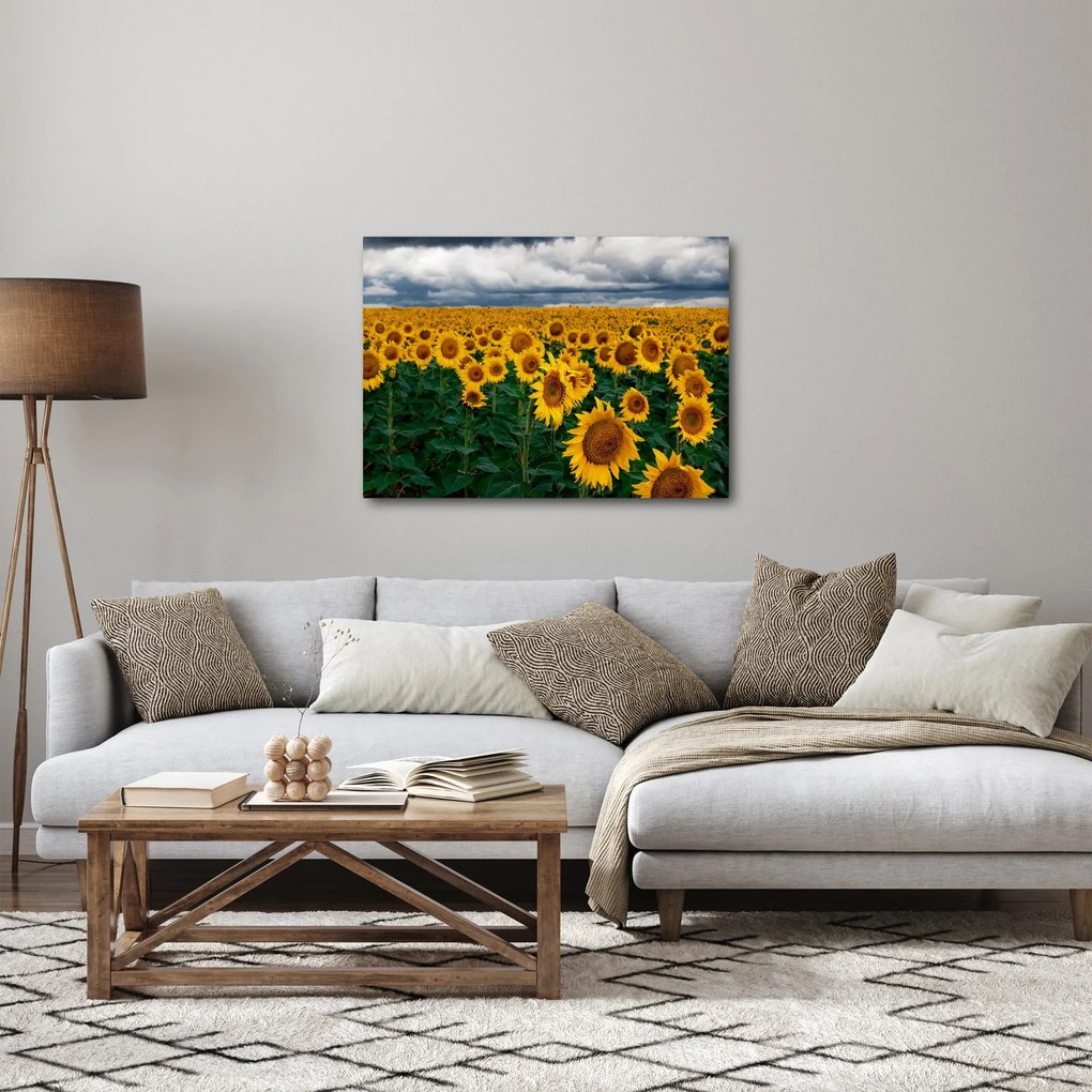 Napraforgó mező képe (70x50 cm)