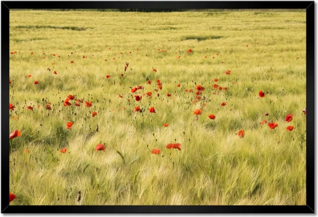 Poszterek keretben 60x40 Pipacsok a mezőn