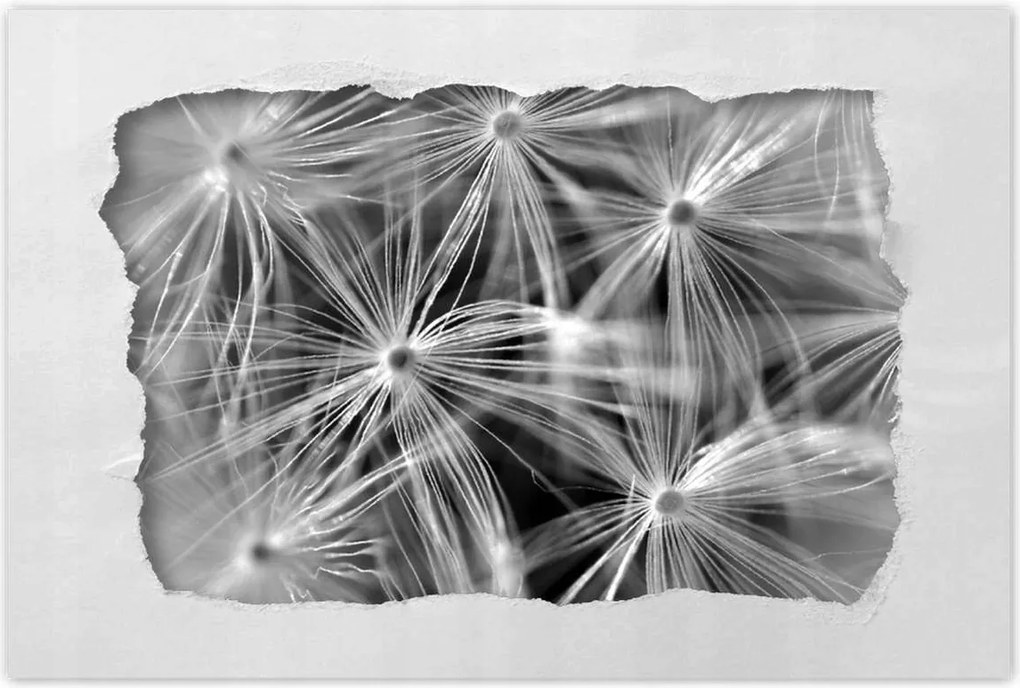 Poszterek 90x60 Pitypang Virág Virágok