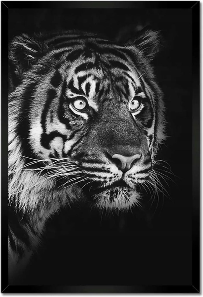 Poszterek keretben 40x60 Szumátrai tigris