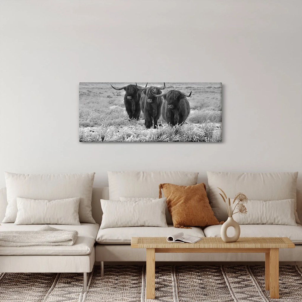 Kép - Skót tehenek (120x50 cm)