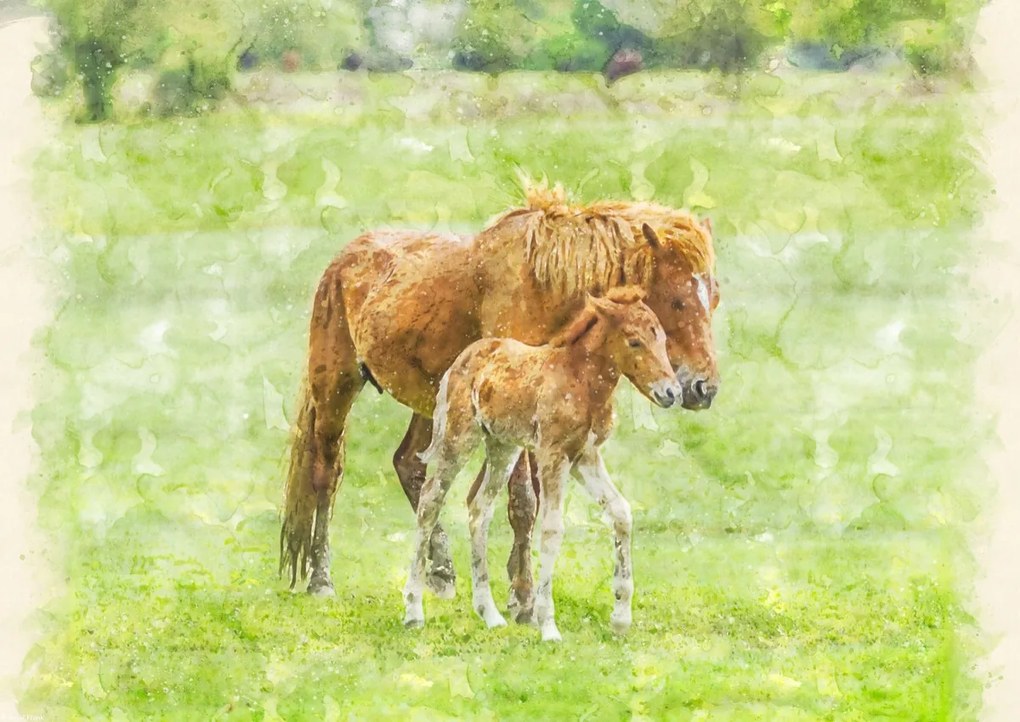 Poszter 42x29,7cm Ló és csikó 2, Assaf Frank