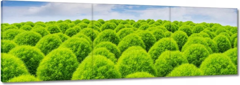 Vászonkép 150x50 Zöld tekintet Völgy