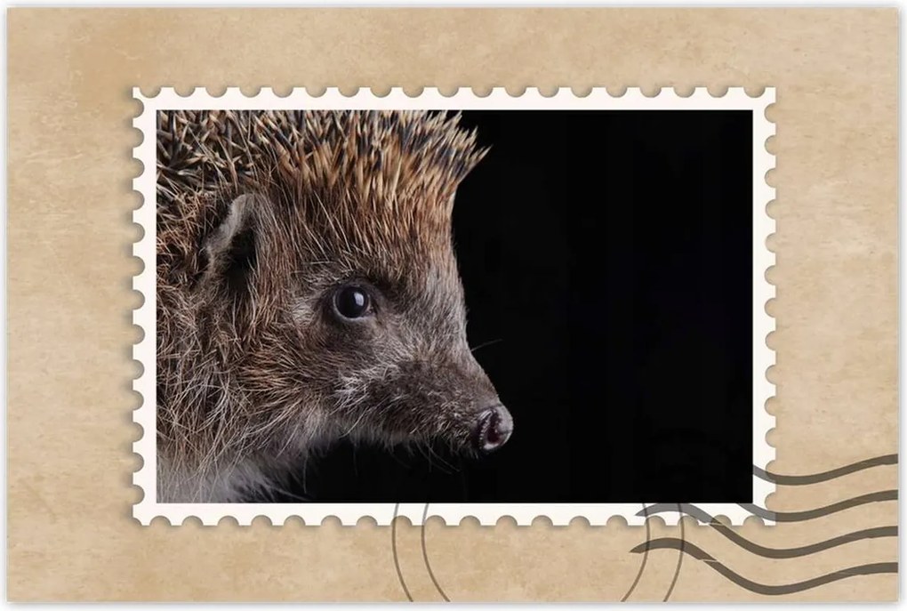 Poszter 60x40 Sündisznó fekete alapon