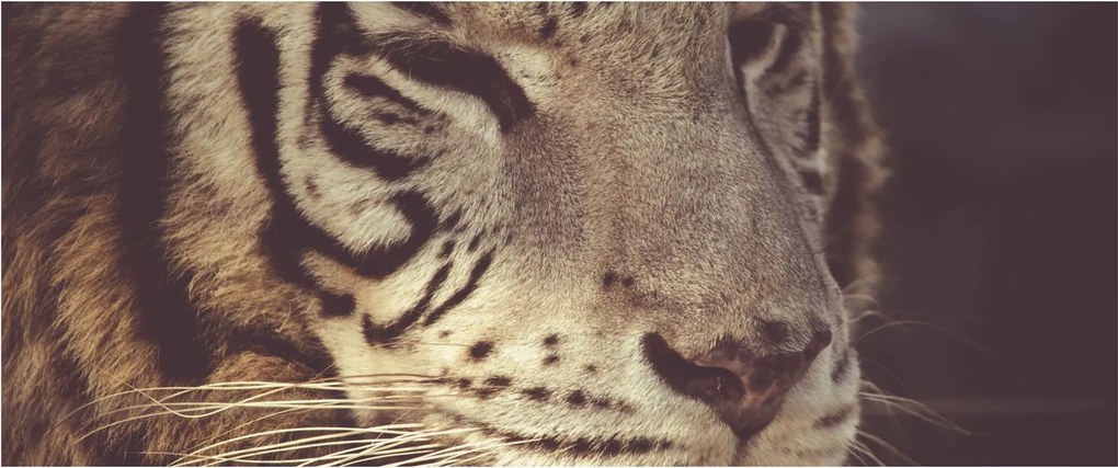 Tigris képe (120x50 cm)